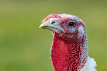 Taskforce-Bericht betont Biosicherheit als wichtigsten Schutz vor Vogelgrippe und empfiehlt zugleich gezielte Impfversuche bei Puten.