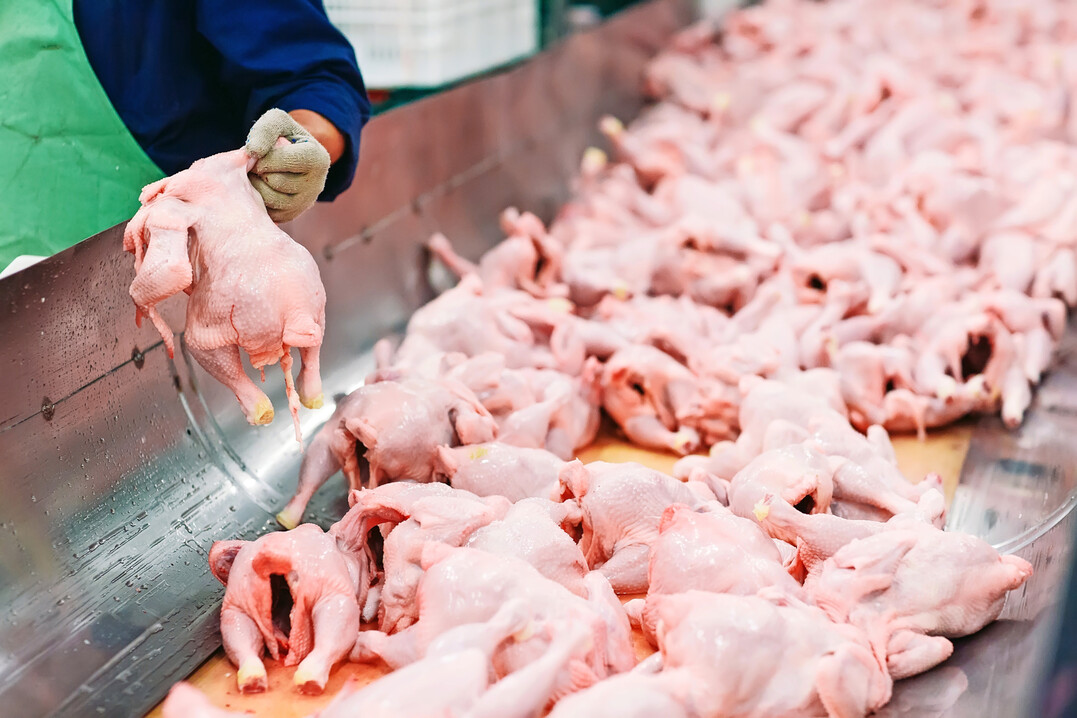 Die Menge an produziertem Geflgelfleisch blieb bei rund 779.900 Tonnen und damit nahezu stabil.