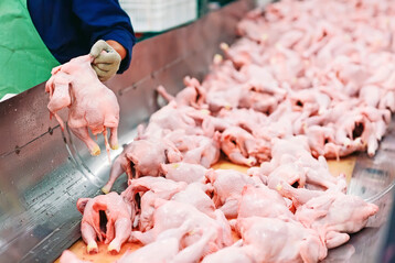 Die Menge an produziertem Geflgelfleisch blieb bei rund 779.900 Tonnen und damit nahezu stabil.