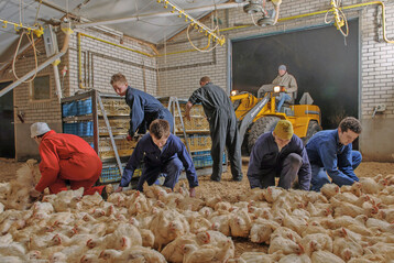 Fr das Wohlergehen der Tiere beim Fangen und Verladen ist es sehr wichtig, die Arbeitsbedingungen der Fnger zu bercksichtigen.