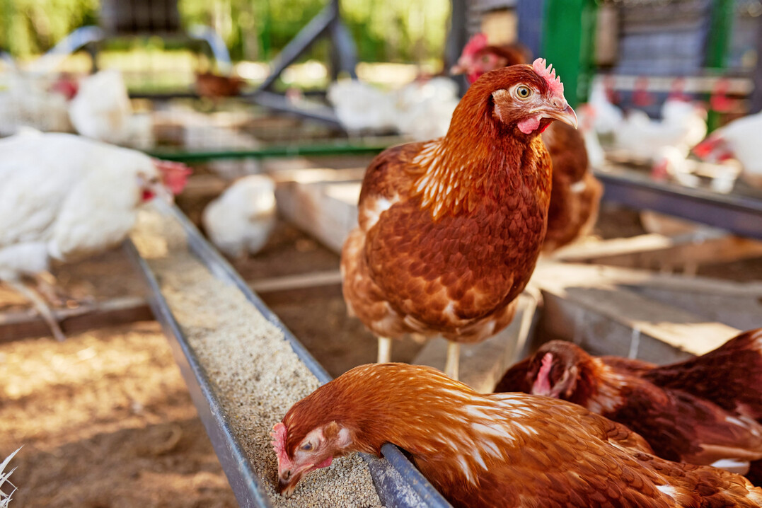 Damit Technik ihr Versprechen einlst, braucht es verlssliche Mastbe fr Tierwohl. Fr eine breite Nutzung mssen Technologien praktikabel und wirtschaftlich sein