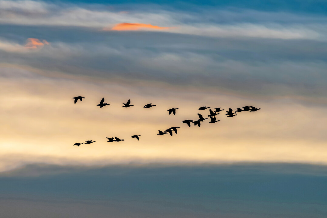 Eine Impfung von Wildvgeln gegen Avire Influenza ist mit erheblichen praktischen und logistischen Herausforderungen verbunden.