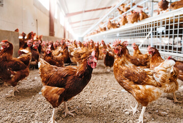 Luftschadstoffe in Geflgelstllen belasten die Gesundheit der Tiere und wirken sich auf die Leistung aus.