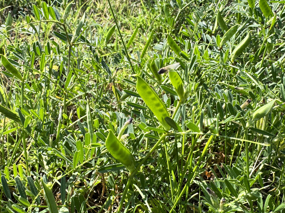 Nahaufnahme von
<i> Vicia sativa</i>
 (gewhnliche Wicke) mit grnen Samenkapseln und schlanken Verbundblttern. Ein Mitglied der Familie der Hlsenfrchte, die oft als Futter oder Deckfrucht auf Wiesen und Feldern angebaut werden.