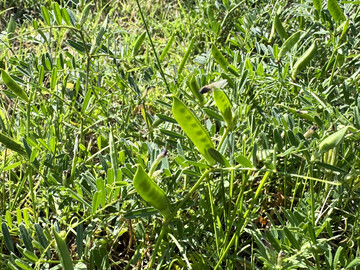 Nahaufnahme von
<i> Vicia sativa</i>
 (gewhnliche Wicke) mit grnen Samenkapseln und schlanken Verbundblttern. Ein Mitglied der Familie der Hlsenfrchte, die oft als Futter oder Deckfrucht auf Wiesen und Feldern angebaut werden.
