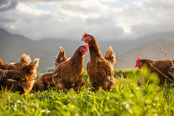 Trotz insgesamt positiver Einstellungen bleibt die Skepsis vergleichsweise hoch  insbesondere beim Einsatz von Antibiotika und in Bezug auf landwirtschaftliche Praktiken.