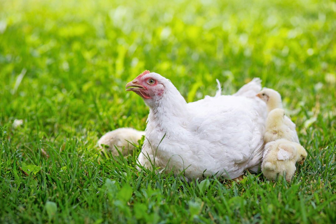 Broiler-Mutterhenne: Gesundheit und Krperkondition der Elterntiere sind zentrale Faktoren fr Fruchtbarkeit und Schlupferfolg.