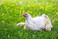 Broiler-Mutterhenne: Gesundheit und Krperkondition der Elterntiere sind zentrale Faktoren fr Fruchtbarkeit und Schlupferfolg.