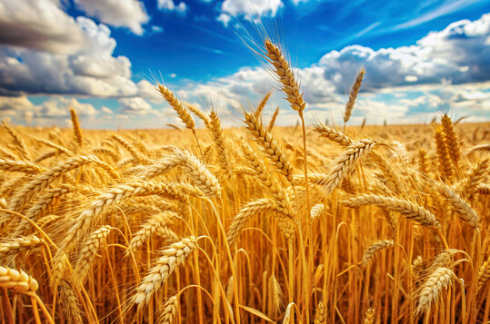 Die Ernte im Jahr 2025 fllt fr kologisch wirtschaftende Betriebe gut aus.