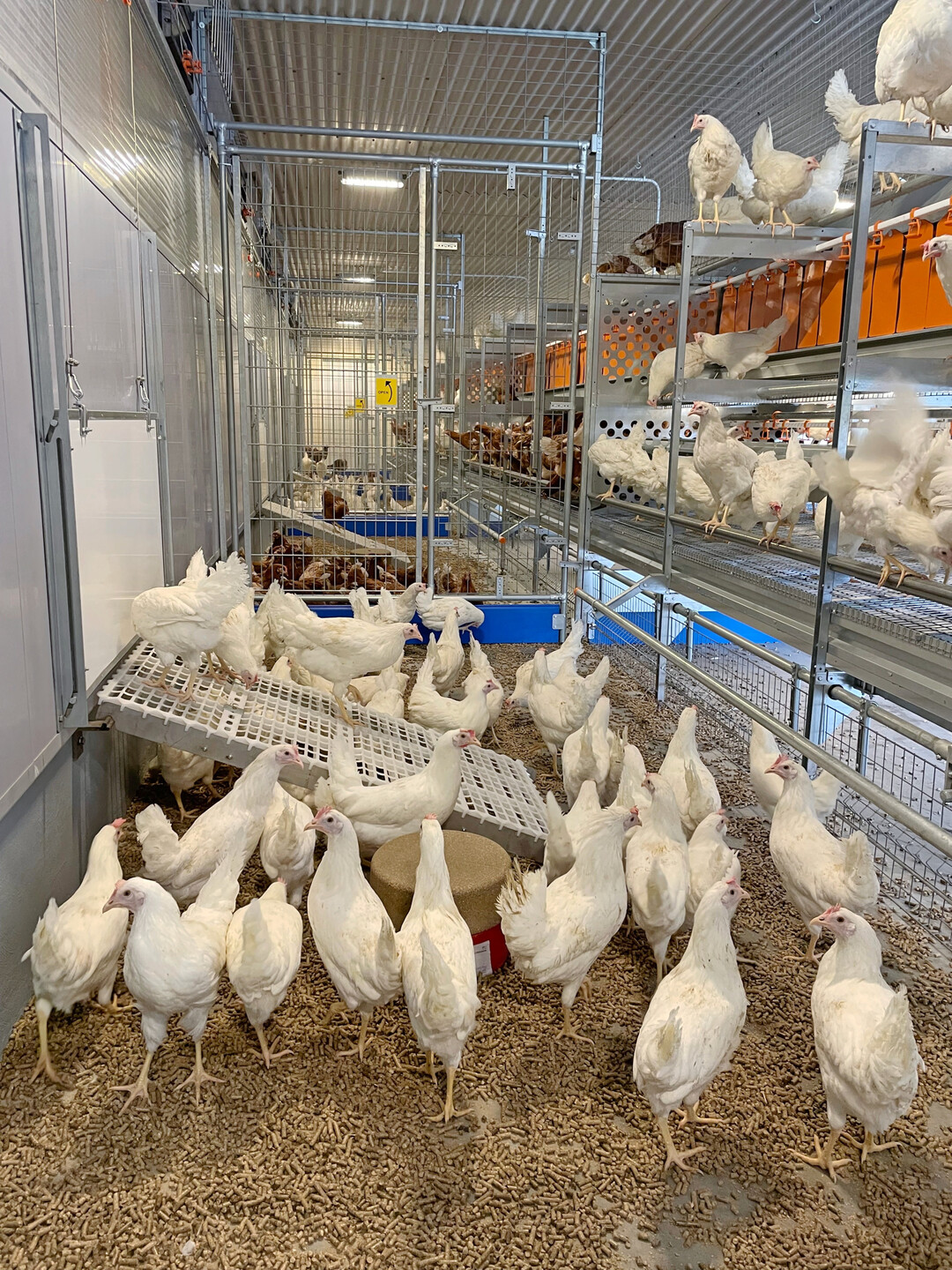 Der neu umgebaute Legehennenstall auf Haus Düsse mit einetagiger Bodenhaltung sowie Besuchergang war ein Highlight auf der Schwein & Huhn.