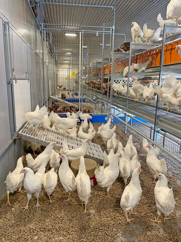 Der neu umgebaute Legehennenstall auf Haus Dsse mit einetagiger Bodenhaltung sowie Besuchergang war ein Highlight auf der Schwein & Huhn.