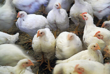 Bild von Masthhnern. Dr. Matthias Todte besuchte Broilerbetriebe in den USA, in denen keine Antibiotika gegeben werden drfen. Allerdings werden dafr auch hhere Verluste in Kauf genommen.