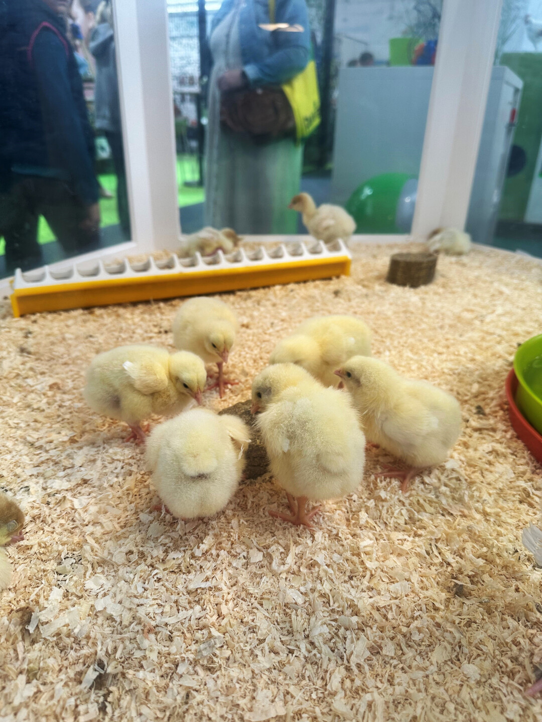 Flauschige Puten- und Hhnchenkken im Kkenkasten zogen Gro und Klein an.