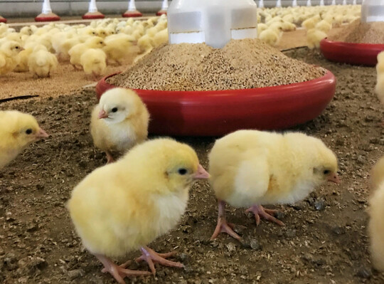 Küken kurz nach dem Einstallen. Entscheidend ist, dass die Küken in den ersten Lebenstagen schnell und ausreichend hochwertiges Futter und Wasser aufnehmen.