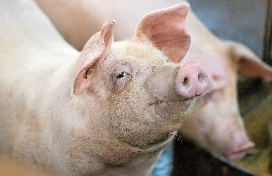Das Bundesprogramm Umbau der Tierhaltung bezieht sich in erster Linie auf die Schweinehaltung. Gefrdert werden unter anderem Um-, Ersatz- und Neubauten fr verschiedene Haltungsformen.