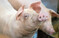 Das Bundesprogramm Umbau der Tierhaltung bezieht sich in erster Linie auf die Schweinehaltung. Gefrdert werden unter anderem Um-, Ersatz- und Neubauten fr verschiedene Haltungsformen.