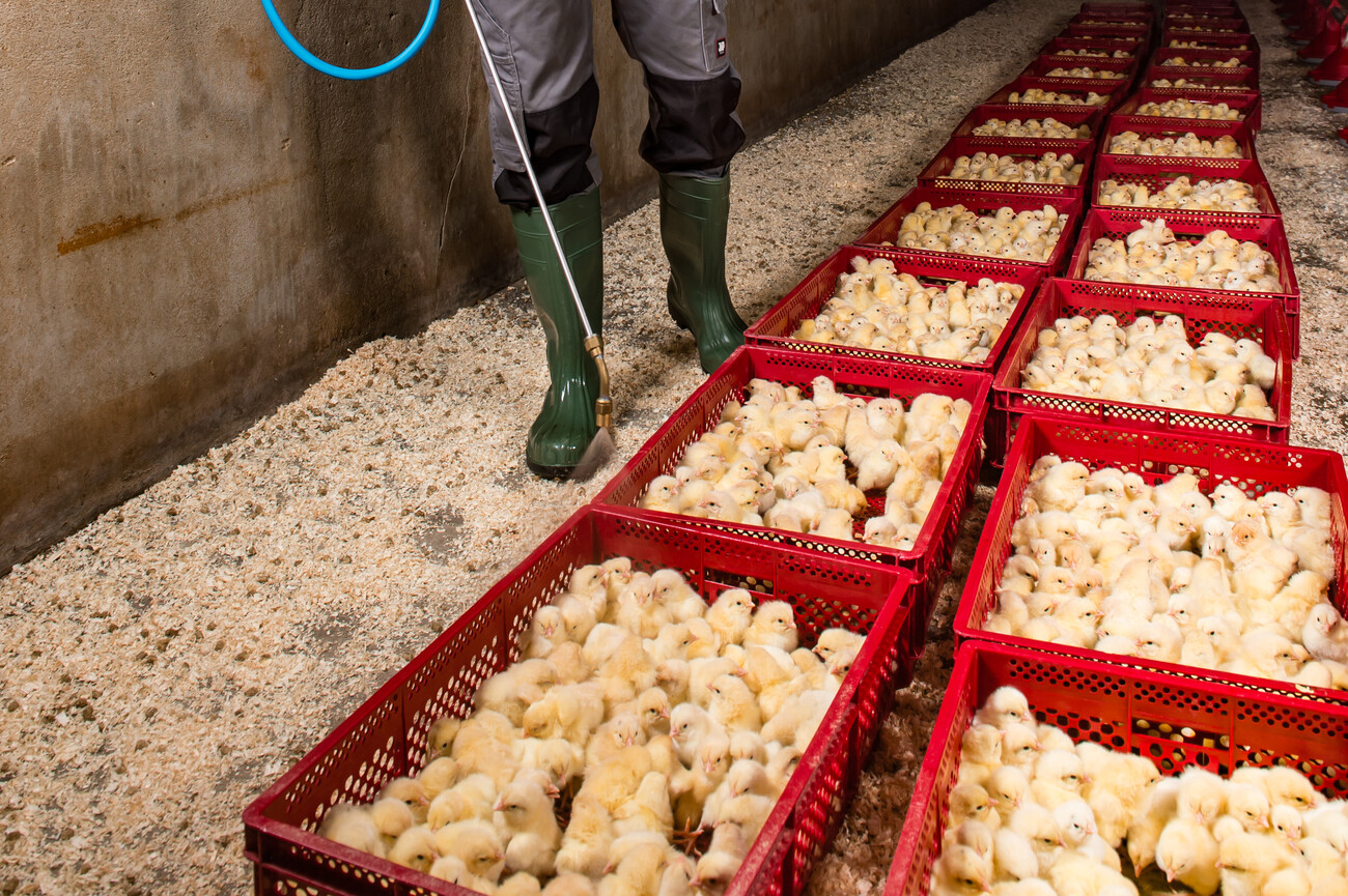 Kokzidiose DGS MAGAZIN