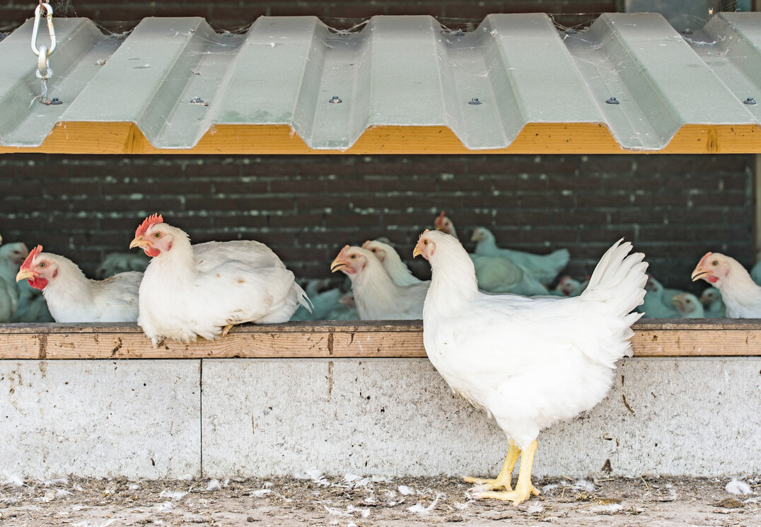 Da in der Düngeverordnung keine Verfahren der ökologischen Hähnchenmast etabliert sind, ermittelte die LWK Niedersachsen den Nährstoff- und Mistanfall in einem Betrieb mit ökologischer Masthähnchenhaltung, der nach den Richtlinien des Naturland-Verbandes wirtschaftet.