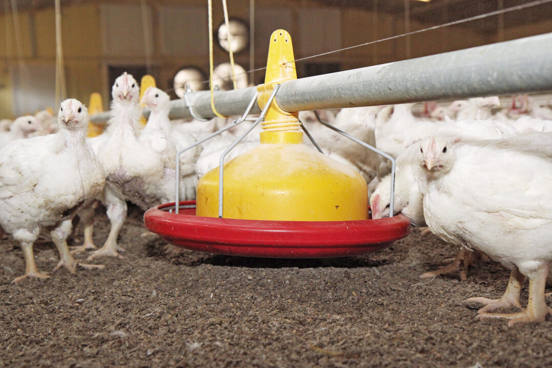 Bei einem Grobrand sind mehrere tausend Masthhnchen auf einem landwirtschaftlichen Betrieb in Niederstetten im Main-Tauber-Kreis gettet worden.
