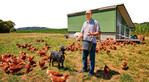 Mobilstallbetreiber Dennis Hartmann setzt auf Ziegen als Bewacher seiner Legehennen.