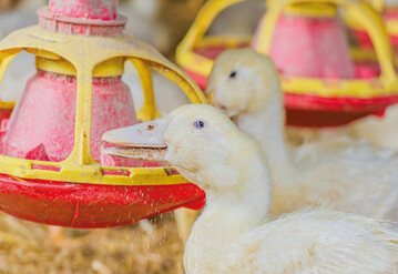Alle Enten einer Herde mssen immer
ausreichend Futter aufnehmen knnen. 
