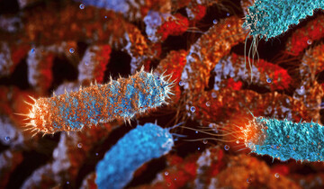 Eine Studie von Forschern der Virginia Tech zeigt, dass die Vielfalt der Darmmikroben entscheidend zur Kontrolle von 
<i>Salmonella </i>
beitragen kann  ein Mechanismus, der auch fr knftige Probiotika-Anstze interessant sein knnte.