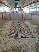 Vor dem Schlupf legen die Betriebe die Bruteier entweder in spezielle Halterungen im Stall oder platzieren sie direkt auf ein Spänebett auf dem Stallboden, in dem die Küken anschließend schlüpfen.