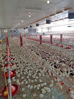 Die vorgesehenen Impfungen erfolgen ebenfalls direkt im Mastbetrieb – wie in der Brüterei – meist per Sprayanwendung am ersten oder zweiten Lebenstag.