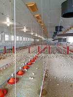 Die Küken sind weder Handling noch Transport ausgesetzt, die als potenzielle Stressfaktoren gelten. Zudem erhalten sie unmittelbar nach dem Schlupf Zugang zu Futter und Wasser.