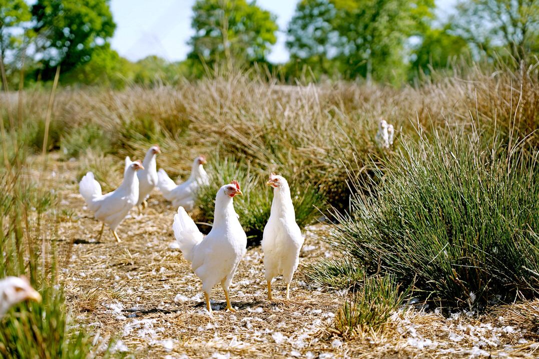 Die verlngerte Nutzungsdauer moderner Legehennen  ber die 100. Lebenswoche hinaus  macht eine entsprechend angepasste Managementstrategie fr viele Betriebe unverzichtbar. 