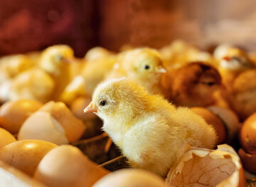 Um einige potenzielle Stressoren zu vermeiden, bietet der Schlupf im Stall (On-Farm Hatching) eine gute Alternative.