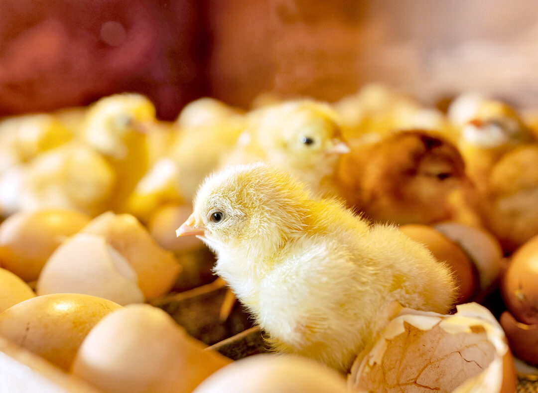 Um einige potenzielle Stressoren zu vermeiden, bietet der Schlupf im Stall (On-Farm Hatching) eine gute Alternative.