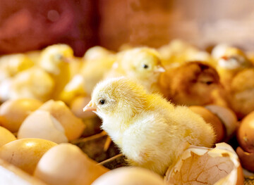 Um einige potenzielle Stressoren zu vermeiden, bietet der Schlupf im Stall (On-Farm Hatching) eine gute Alternative.