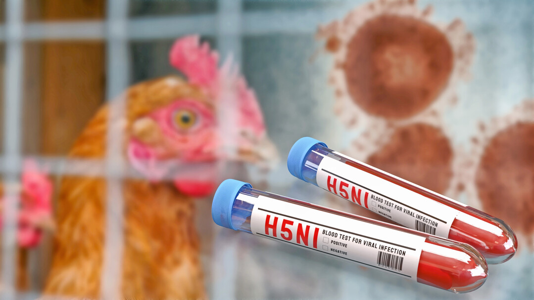 Laut dem Schweizer Bundesamt fr Lebensmittelsicherheit und Veterinrwesen sind die Fallzahlen in Europa weiterhin auf niedrigem Niveau, wobei es im Vergleich zum August zu einer leichten Zunahme beim Geflgel und einer leichten Abnahme der Flle bei Wildvgeln gekommen sei.