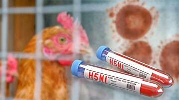 Laut dem Schweizer Bundesamt fr Lebensmittelsicherheit und Veterinrwesen sind die Fallzahlen in Europa weiterhin auf niedrigem Niveau, wobei es im Vergleich zum August zu einer leichten Zunahme beim Geflgel und einer leichten Abnahme der Flle bei Wildvgeln gekommen sei.
