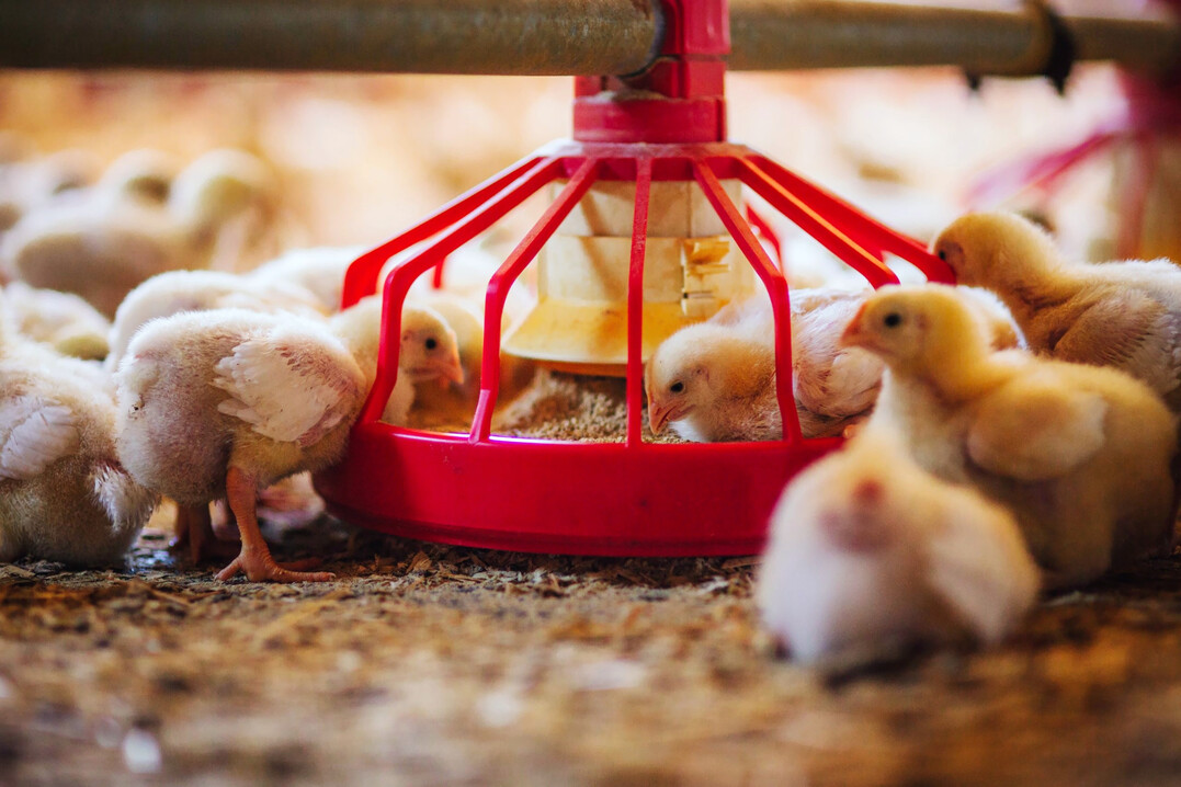Mit dem Aufbau der PHD (Poultry Health Data) wurde ein umfassendes, herdenbezogenes Datensystem in Österreich geschaffen, das eine detaillierte Erfassung und Analyse von Behandlungen, Impfungen und Verbrauchsdaten ermöglicht.