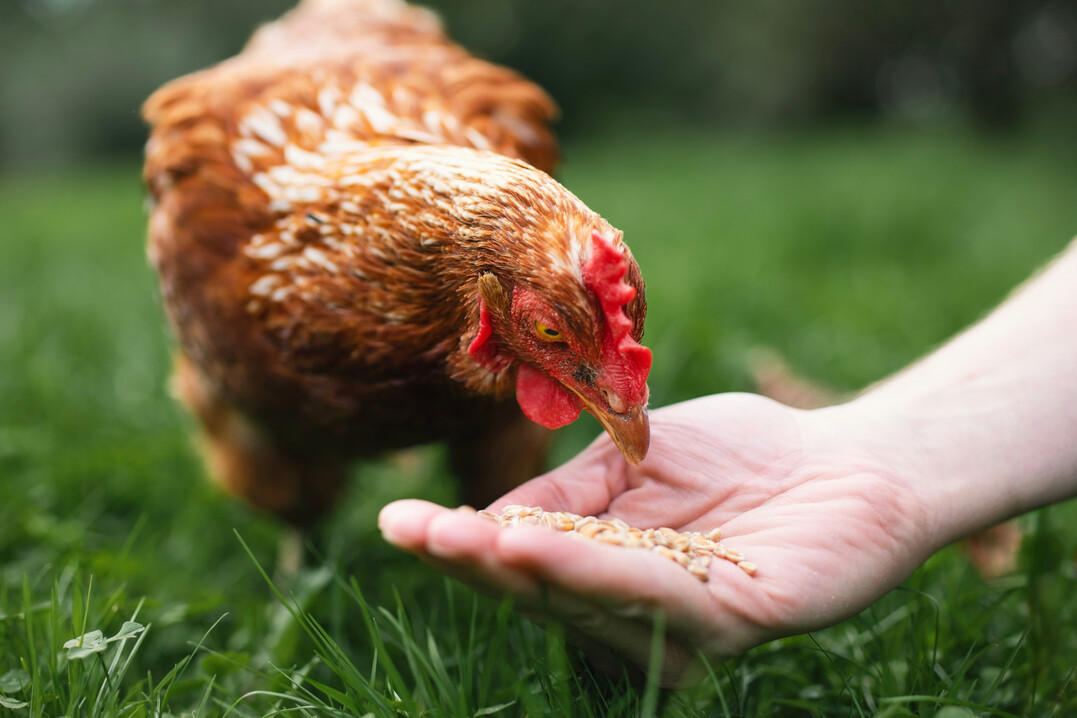 Alle getesteten Produkte enthielten Phytase zur Verbesserung der Phosphorverfgbarkeit. Bei der berprfung der Deklarationen wurden bei zwei der vier geprften Futtermittel Abweichungen festgestellt.
