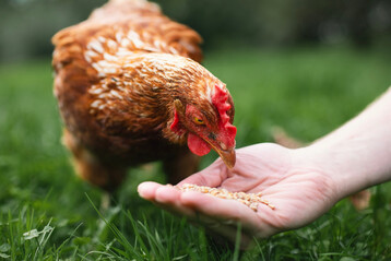Alle getesteten Produkte enthielten Phytase zur Verbesserung der Phosphorverfgbarkeit. Bei der berprfung der Deklarationen wurden bei zwei der vier geprften Futtermittel Abweichungen festgestellt.