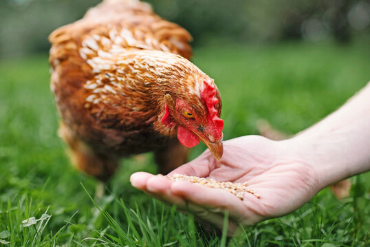 Huhn im Freiland. Über 90 % der in der EZ Fürstenhof verwendeten Geflügelfutterkomponenten werden heute in den Mitgliedsbetrieben erzeugt.