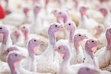 Zur berprfung der Werte von Nhrstoffanstzen bei Puten hat die LWK gemeinsam mit dem Friedrich-Loeffler-Institut Braunschweig und der Universitt Rostock die Krper schwerer Puten untersucht, die unter standardisierten Produktionsbedingungen aufgezogen wurden.