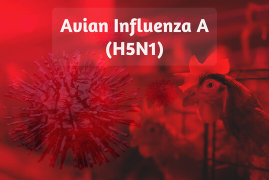 Das Virus breitet sich erneut in großem Maßstab über den gesamten europäischen Kontinent aus.