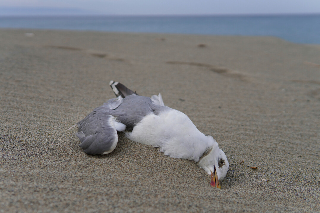 Prof. Christa Kühn mahnt die Tierhalter zu erhöhter Wachsamkeit. Gegenwärtig steigen die Fallzahlen bei Wildvögeln und Ausbrüche bei Geflügel sehr dynamisch, seit Anfang Oktober nahezu sprunghaft an.