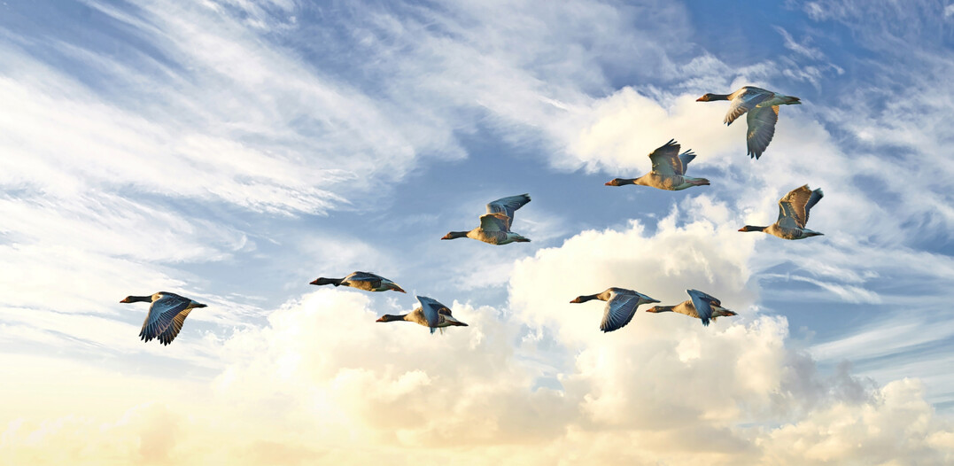 Während des Vogelzugs besonders im Fokus: Maßnahmen zur Biosicherheit.