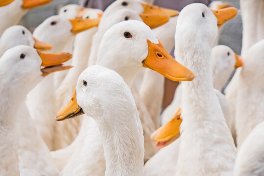 Immer bessere Bedingungen f�r die Pekingenten in Deutschland f�hren zu immer mehr Betriebsaufgaben und immer mehr Importen von Entenfleisch.