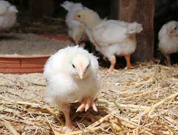 Vier Wochen altes Biomastgeflgel.