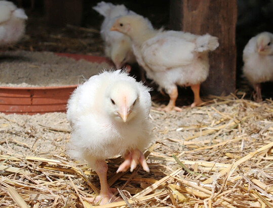 Vier Wochen altes Biomastgeflügel.