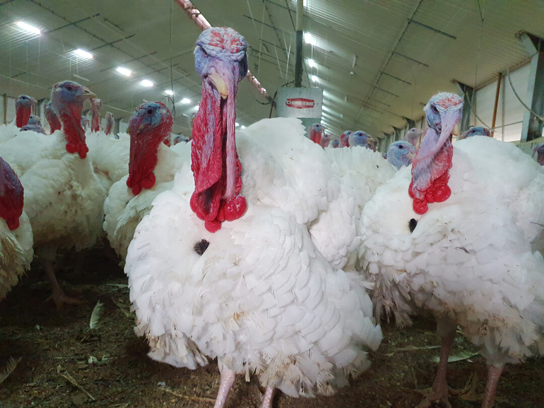 Einen Rempler der schlachtreifen Puten gegen die Wade merkt man deutlich.