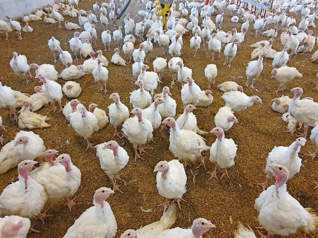 Die jungen Putenhähne im Aufzuchtstall.