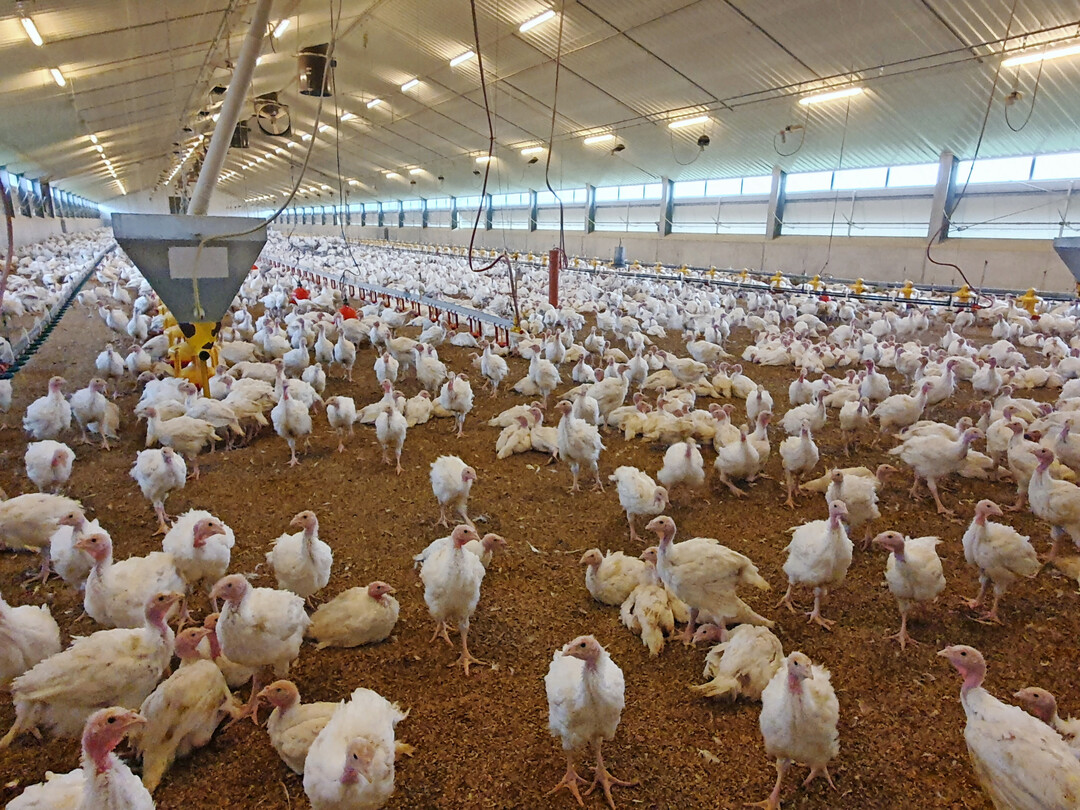 Die gentechnikfreie Fütterung der Junghähne erfolgt rein automatisch nach dem Sechs-Phasen-Prinzip.