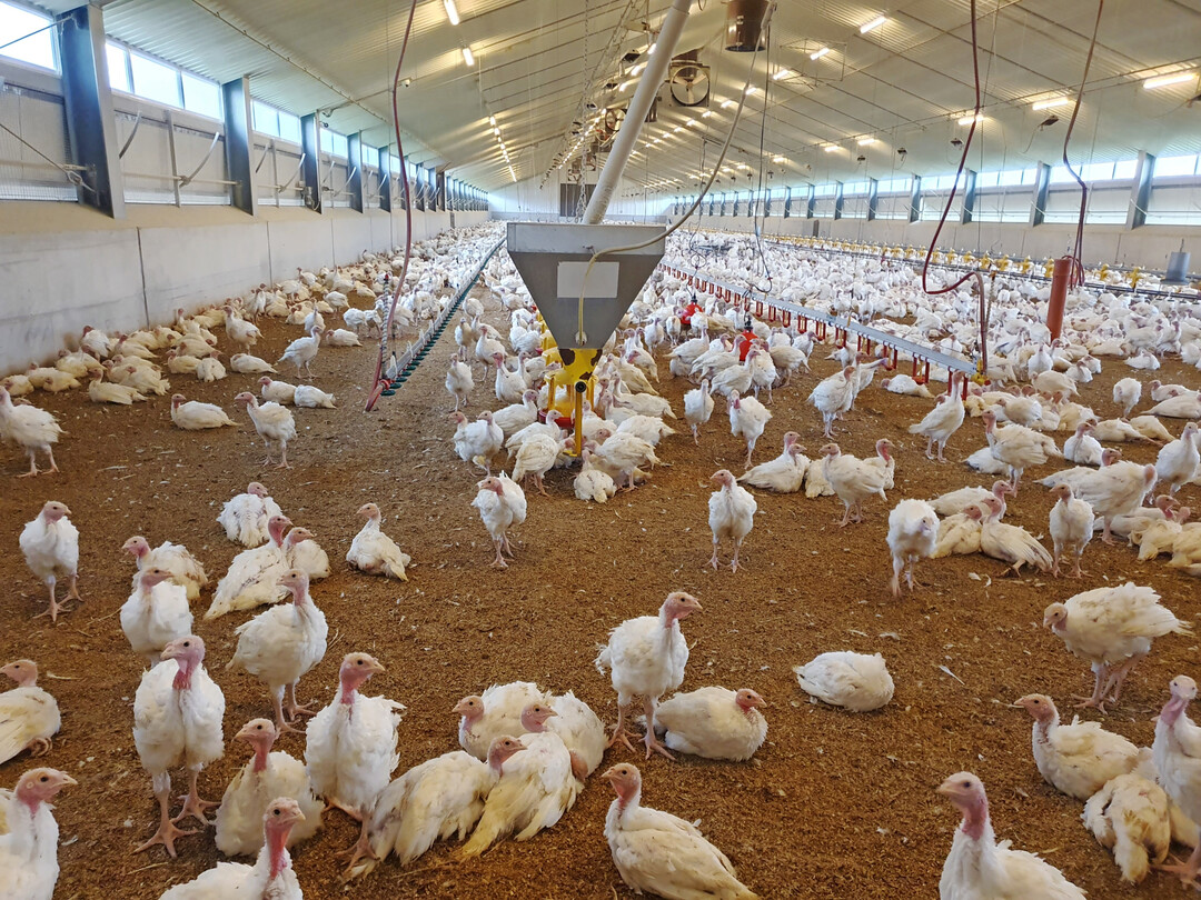 Die Hähne sind sehr aufmerksam und interessiert.